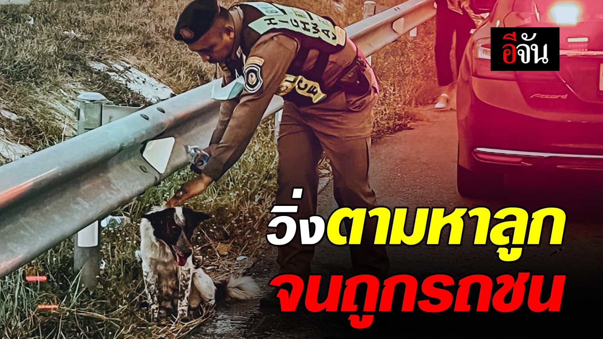 🎬 แม่หมาตามหาลูก จนถูกรถชนบนมอเตอร์เวย์