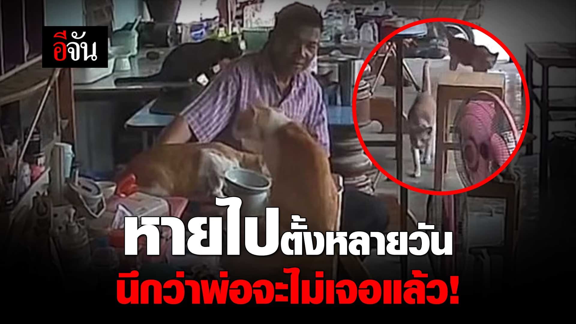 🎬 เจ้าของแทบขาดใจ แมวสุดที่รักหายไป 7 วัน สุดท้ายกลับมาเอง