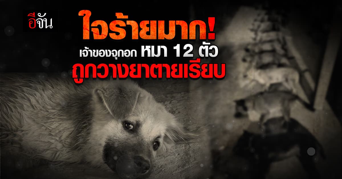 สุดโหด คนร้าย วางยาหมา สิ้นใจสลด 12 ตัว เจ้าของเจ็บใจ หมาไม่ได้ทำอะไรผิด