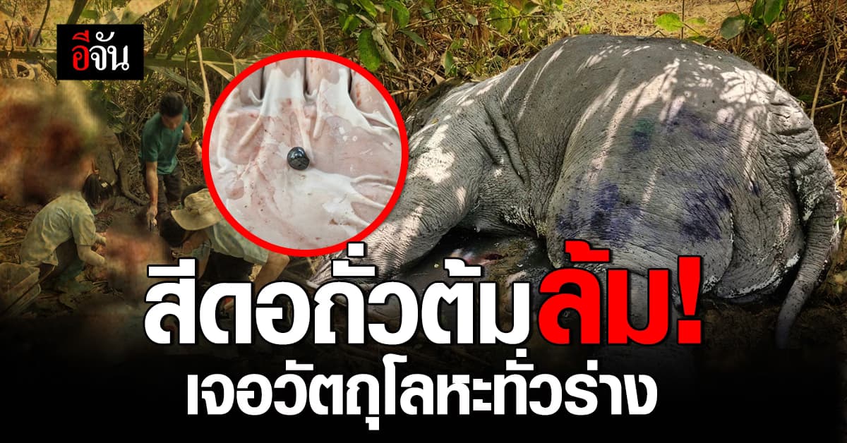 ช้างป่าเขาอ่างฤาไน ตายคาร่องน้ำ พบวัตถุโลหะฝังทั่วร่าง