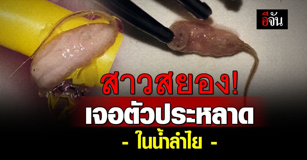 สาวโพสต์ถาม นี่ตัวอะไร สัตว์แปลกสุดสยอง ในน้ำลำไย