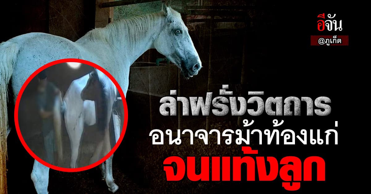 ทำไปเพื่ออะไร? ชาวต่างชาติ บุก คอกม้า ทำอนาจารม้าท้องแก่ จนแท้งลูก