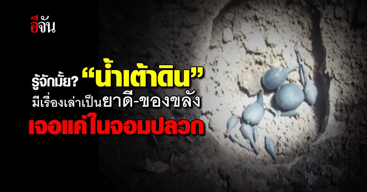 เกิดมาเพิ่งเคยเห็น “น้ำเต้าดิน” เชื่อเป็นยาดี-ของขลัง พบได้แค่ในจอมปลวก