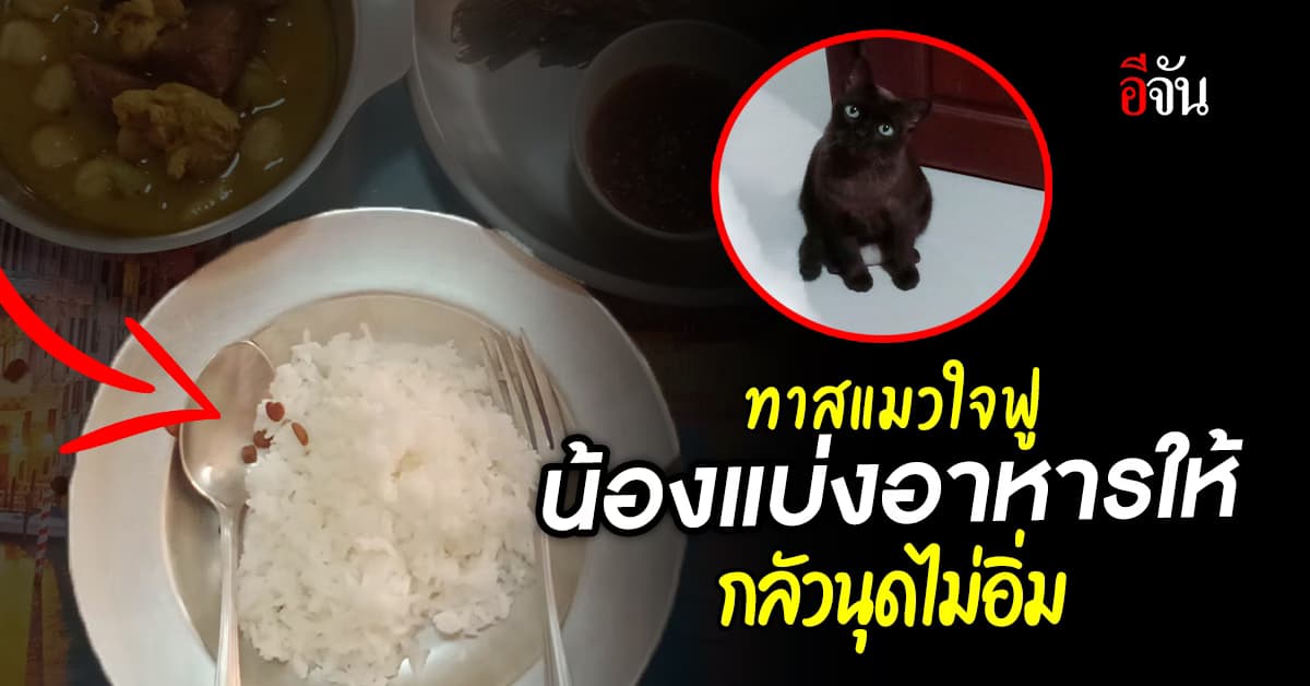 สาวโพสต์ถาม เจออาหารแมวในจานข้าว สงสัยนี่คือพฤติกรรมอะไรของเจ้าเหมียว
