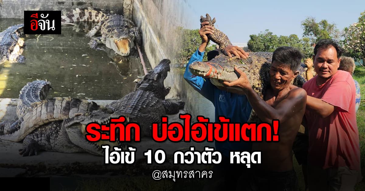 ชาวบ้านผวา! จระเข้ 10 กว่าตัวหลุด บ่อเลี้ยงแตก ตามจับระทึก