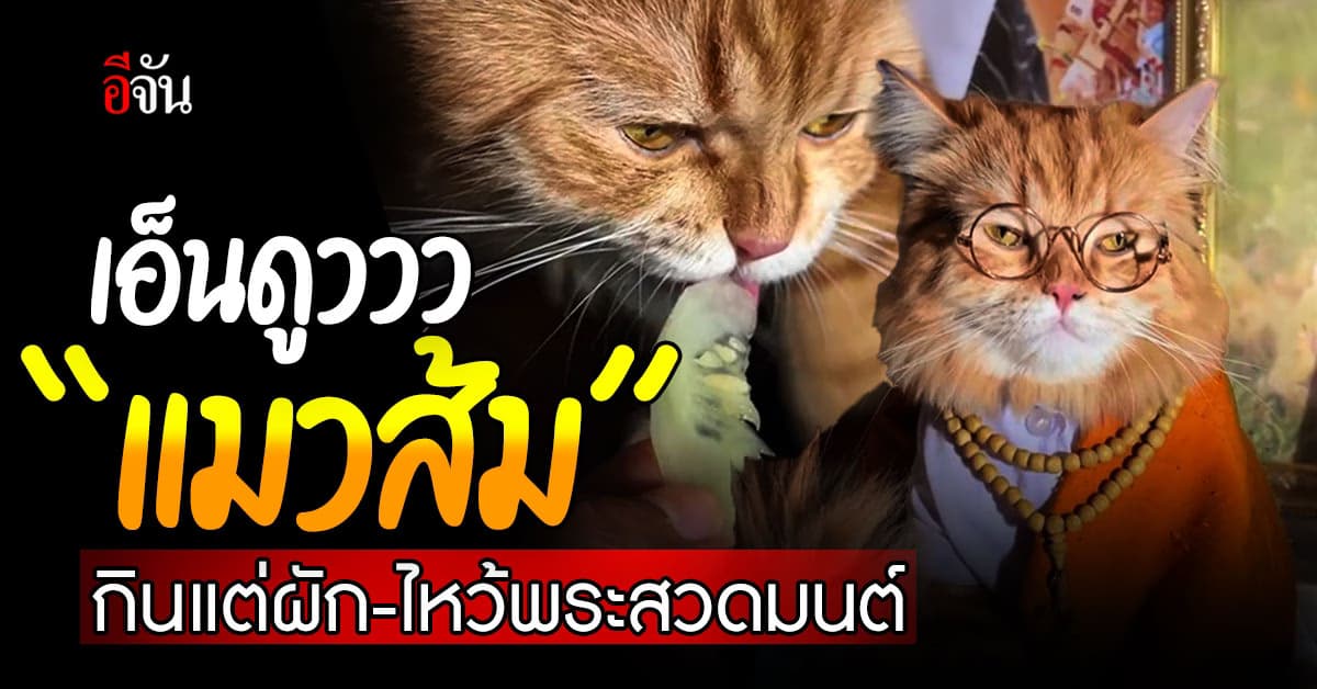 เอ็นดูววว “เฮียจีวอน” แมวส้มสายธรรมะ กินแต่ผัก ไหว้พระสวดมนต์ทุกวัน