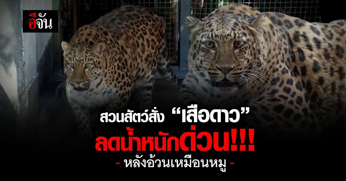 สวนสัตว์จีนจัดคอร์สลดน้ำหนัก เสือดาว หลังอ้วนเกินมาตรฐาน