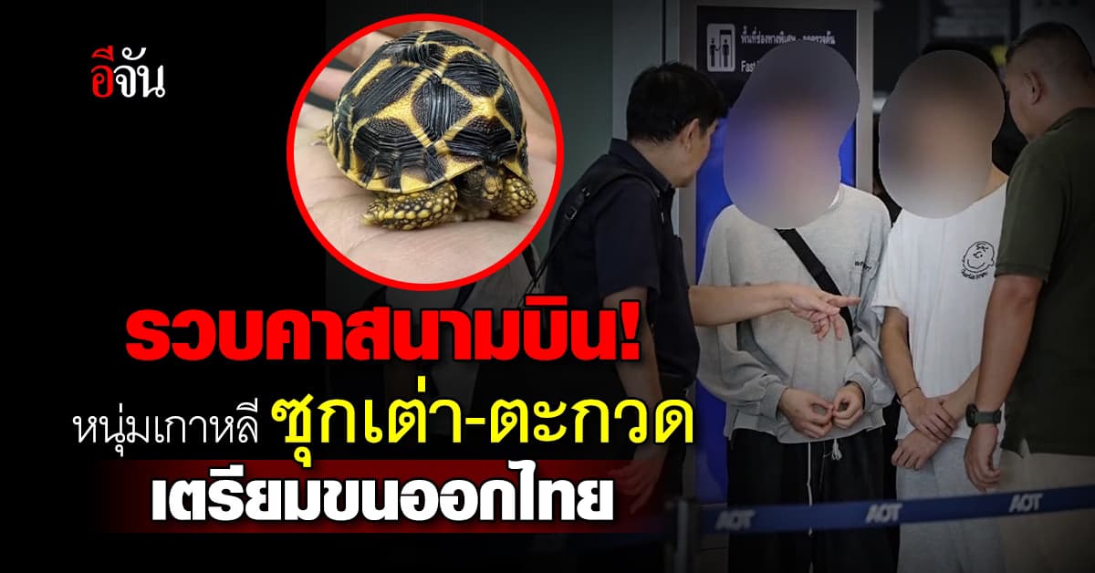 โดนรวบคาสนามบิน! 2 หนุ่มเกาหลี ซุกเต่า-ตะกวด ในกระเป๋าเตรียมเอากลับประเทศ