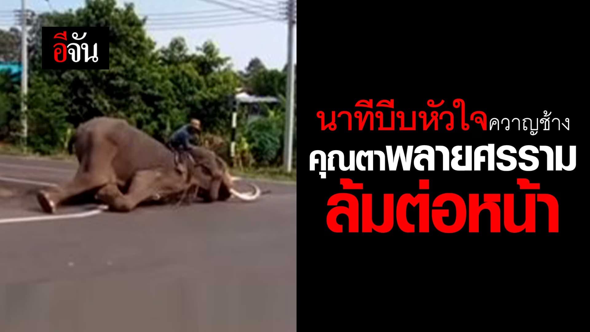 🎬 นาทีบีบหัวใจ คุณตา พลายศรราม ล้มต่อหน้าต่อตา