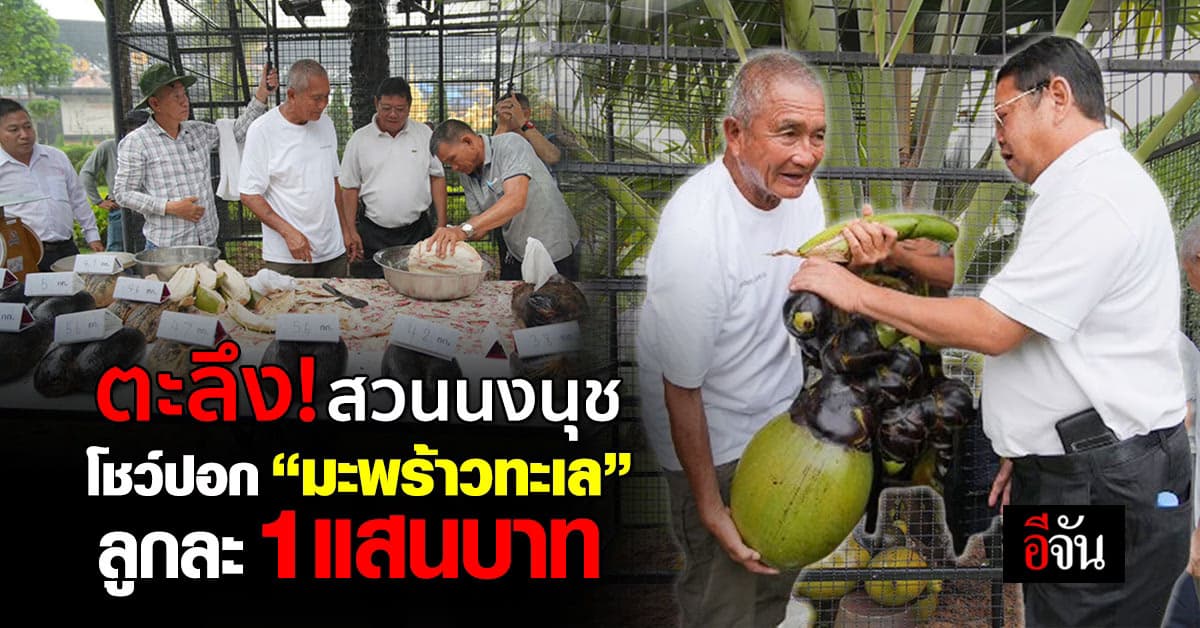 ตะลึง! สวนนงนุช โชว์ปอก “มะพร้าวทะเล” ลูกละแสน กว่า 17 ลูก