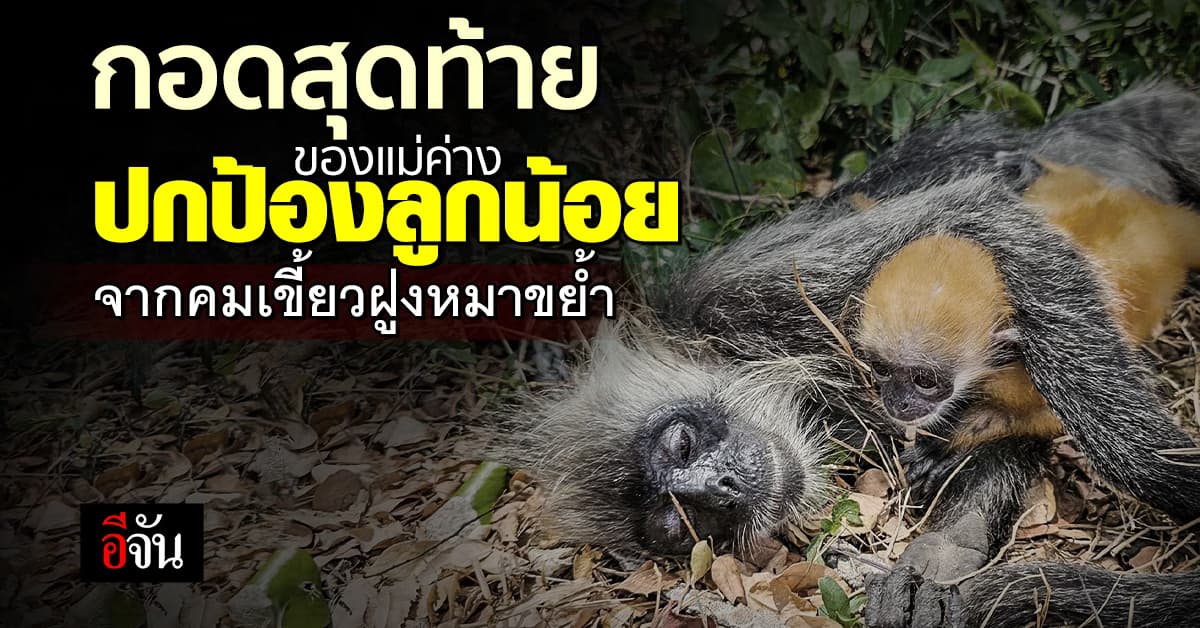 กอดสุดท้าย แม่ค่าง ปกป้องชีวิตลูกจากฝูงสุนัขรุมกัด จนสิ้นลมหายใจ