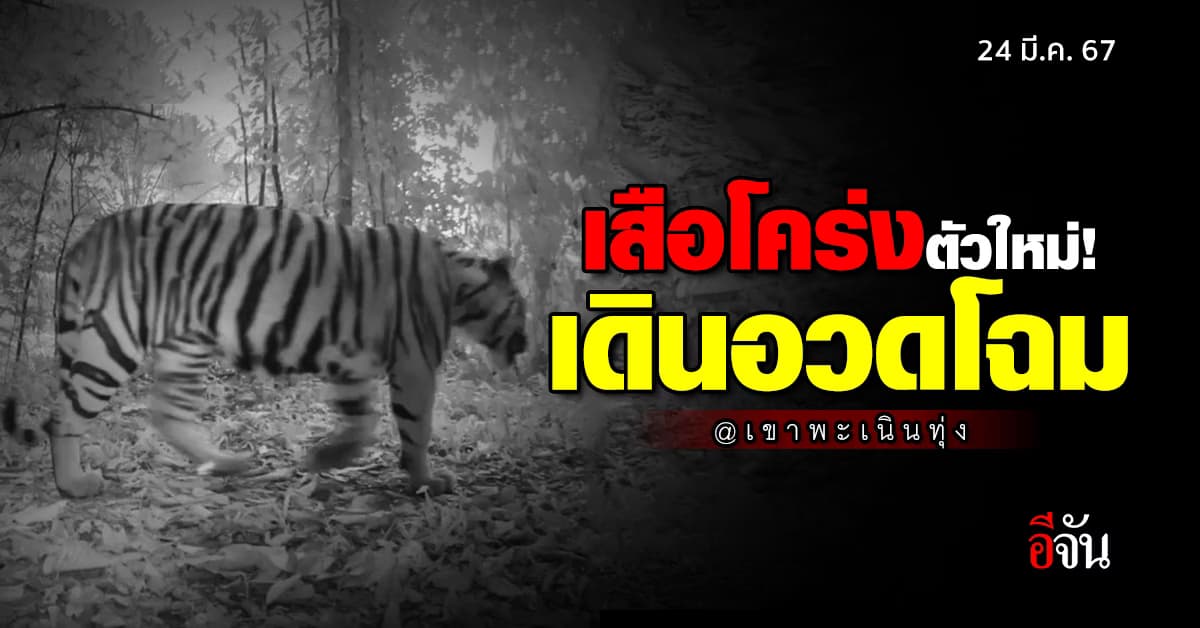 เสือโคร่งตัวใหม่! อวดโฉมผ่านกล้อง ที่เขาพะเนินทุ่ง แก่งกระจาน