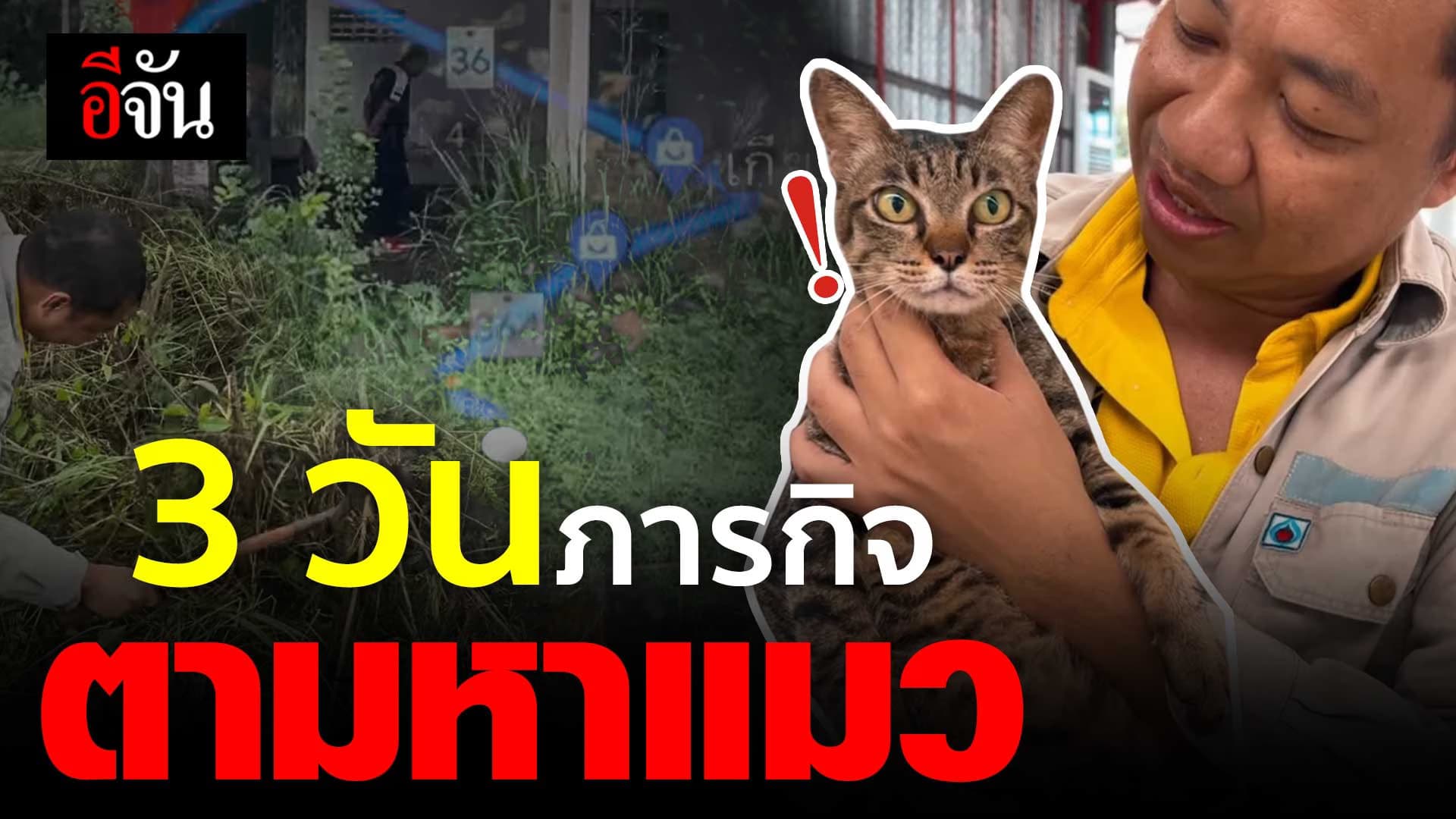 🎬 3 วัน ภารกิจตามหาแมว