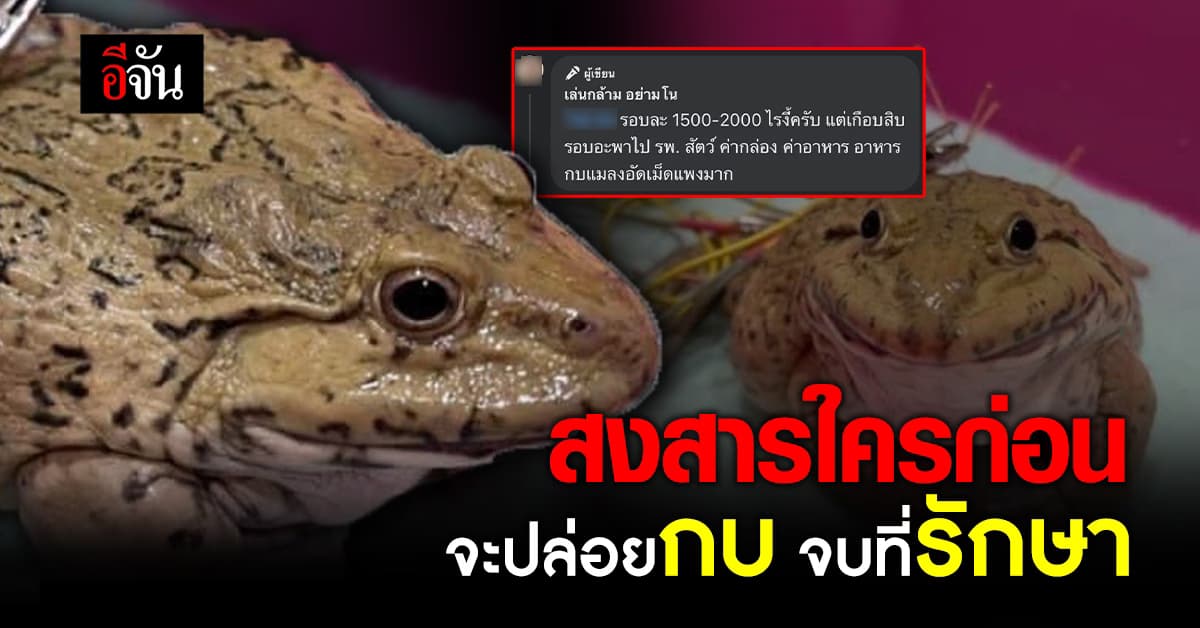 ใจฟู! หนุ่มจะปล่อยกบ แต่จบที่ได้เอามาเลี้ยง