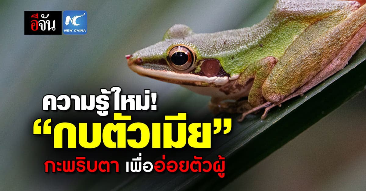 ความรู้ใหม่! “กบตัวเมีย” กะพริบตา เพื่อสื่อรัก เรียกตัวผู้ผสมพันธุ์
