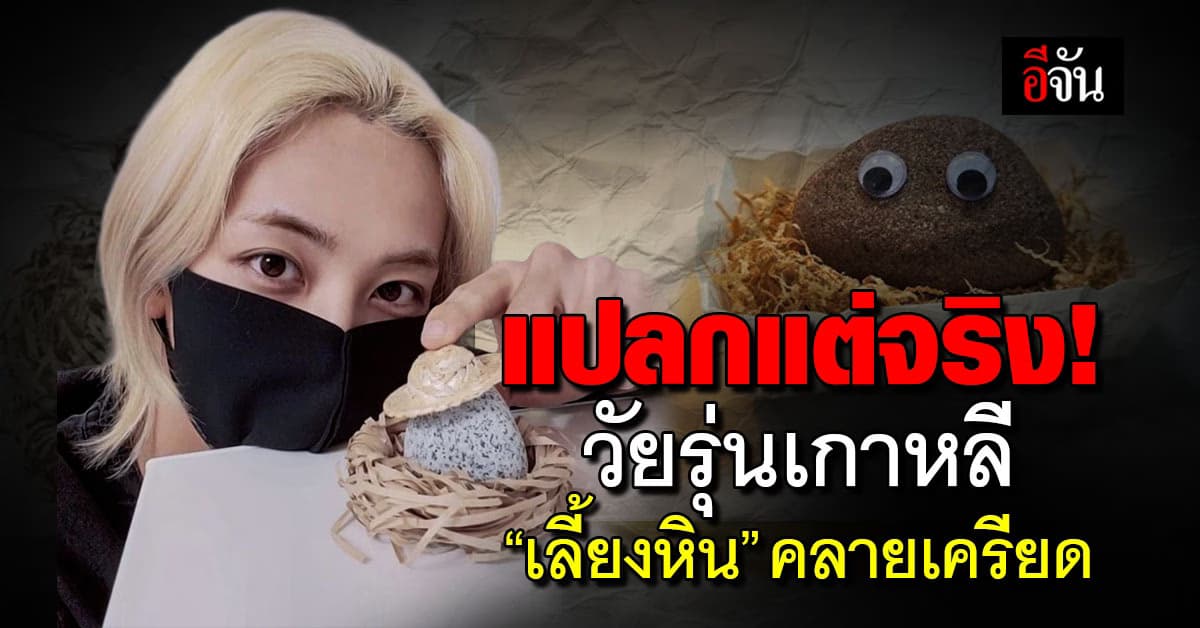 แปลกแต่จริง! วัยรุ่นเกาหลี “เลี้ยงหิน” คลายเครียด