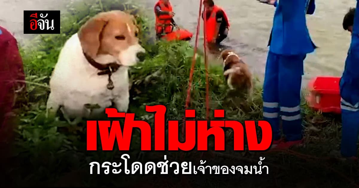 แสนรู้ ! บีเกิล กระโดดน้ำ ช่วยเจ้าของจมน้ำ : จ.เลย