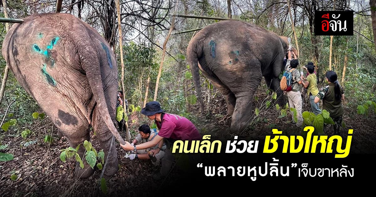 ทีมสัตวแพทย์​ เร่งรักษาช่วยช้างป่า “พลายหูปลิ้น” หลังพบเจ็บขาหลัง