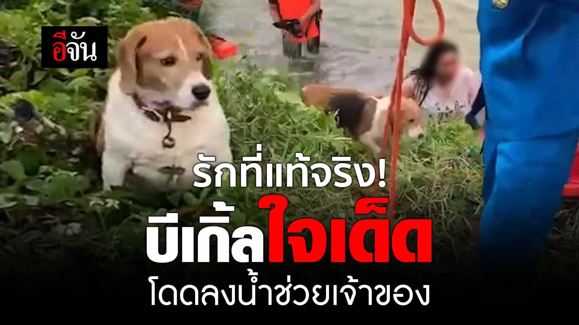 🎬 บีเกิ้ลใจเด็ด โดดลงน้ำช่วยเจ้าของ