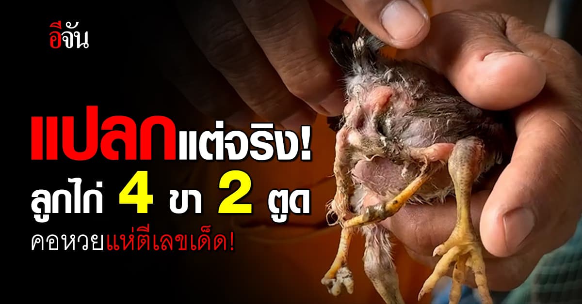 เกิดมาเพิ่งเคยเห็น! ลูกไก่ 4 ขา 2 ตูด งานนี้คอหวยแห่ตีเลข