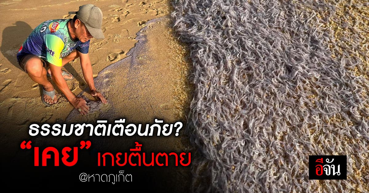ชาวภูเก็ต ตกใจ “กุ้งเคย” เกยหาดนับล้าน เชื่อ ธรรมชาติเตือนภัย