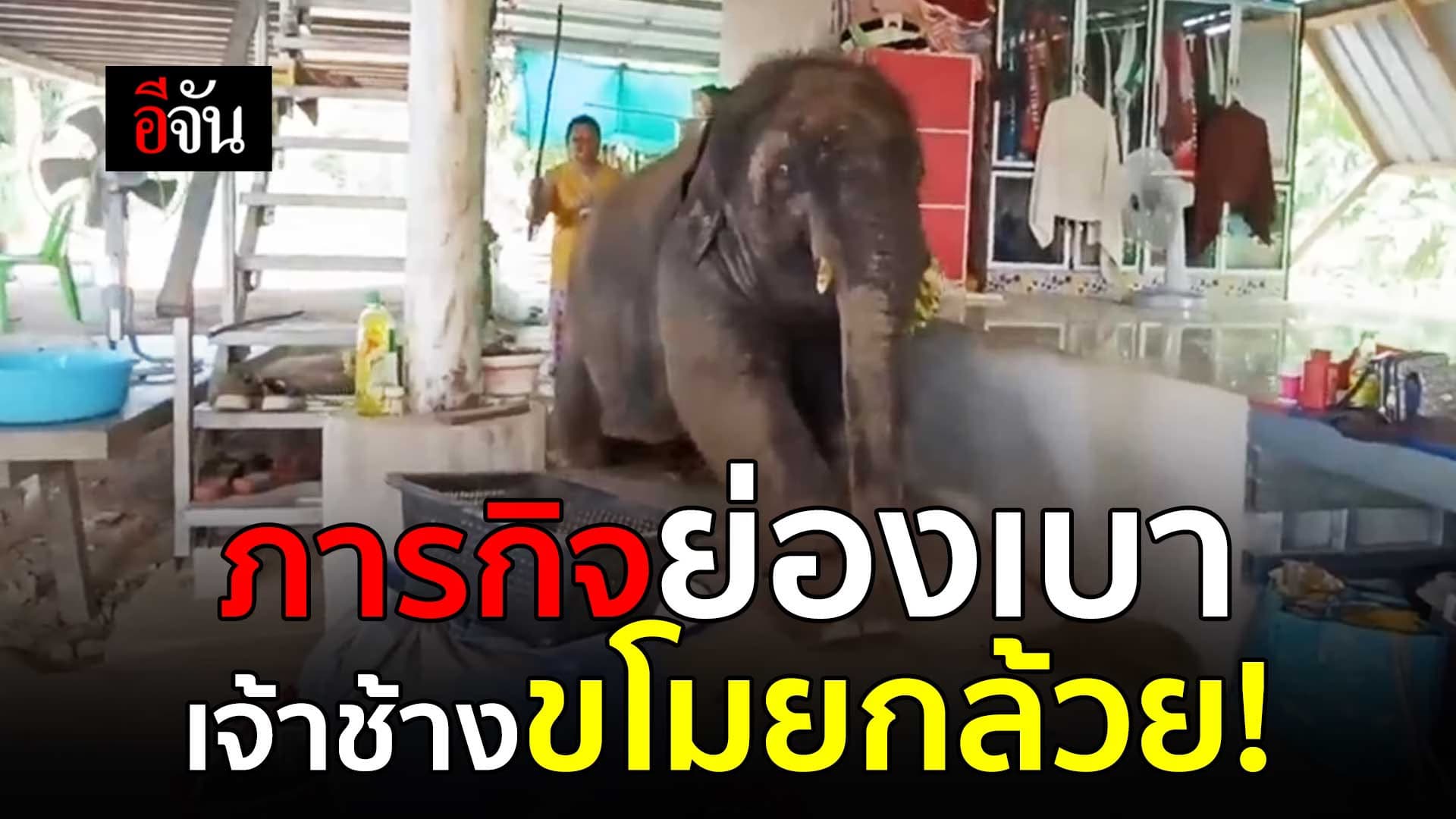 🎬 พลายดาวมงคล ที่ปลอมตัวเป็นโจรย่องเบา ขโมยกล้วย!