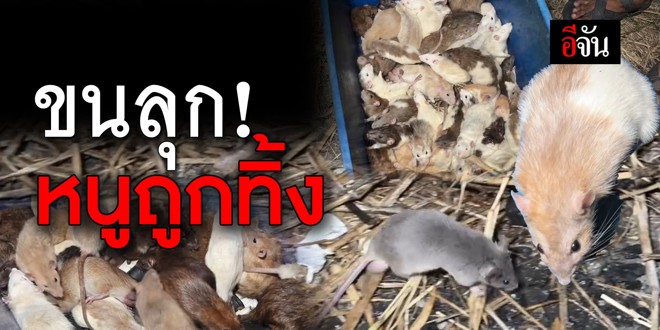 ชาวบ้านสยอง หนูนับพันตัว ถูกคนเอามาทิ้งเต็มถนน