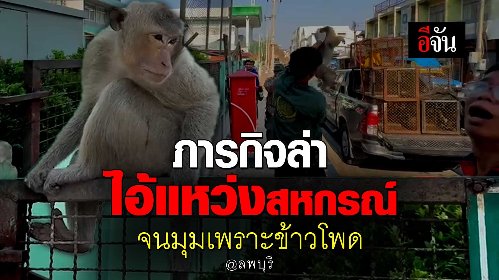 🎬 ภารกิจล่า ไอ้แหว่งสหกรณ์ ลิงลพบุรี จนมุมเพราะข้าวโพด