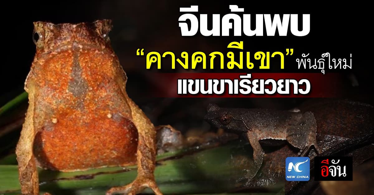 นักวิจัยจีน ค้นพบ “คางคกมีเขา” พันธุ์ใหม่ แขนขาเรียวยาว