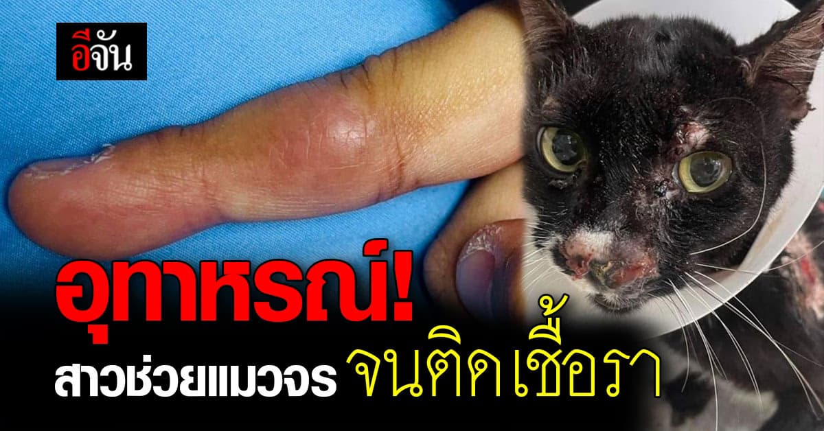 ทาสแมว ระวัง! หมอยกเคส เตือน! สาวช่วยแมวจร โดนกัด จนติดเชื้อรา