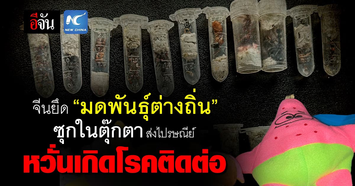 ศุลกากรจีน ตรวจยึด “มดพันธุ์ต่างถิ่น” แอบซุกในตุ๊กตา หวั่นเกิดโรคติดต่อ