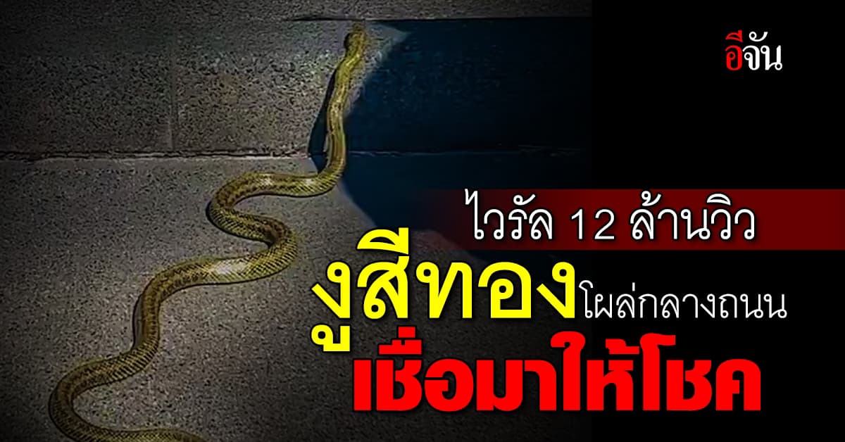 ไวรัล 12 ล้านวิว หนุ่มเจอ “งูสีทอง” เลื้อยบนถนน เชื่อมาให้โชค