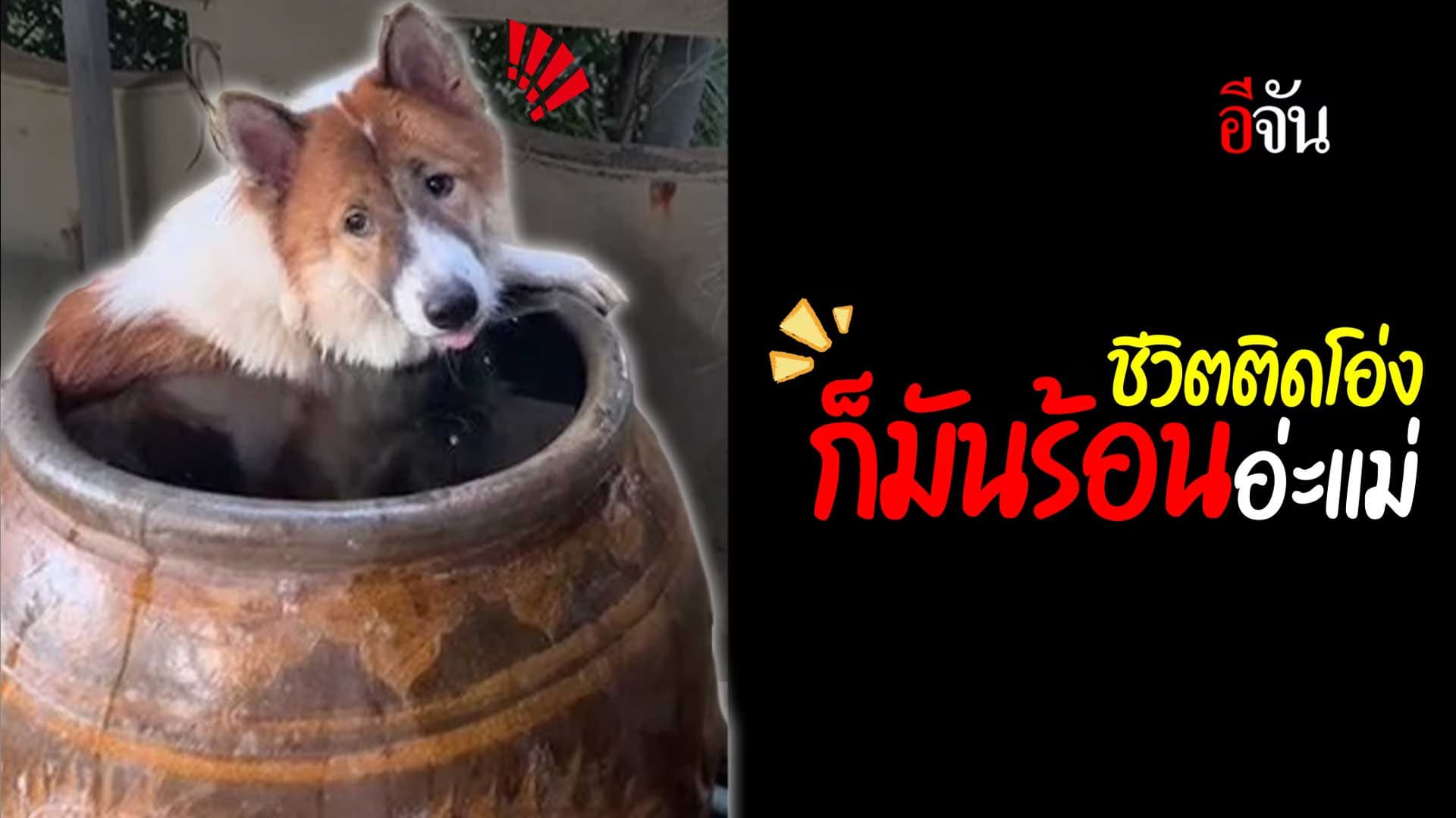 🎬 เมื่ออากาศร้อน น้องหมาเลยต้องทำแบบนี้