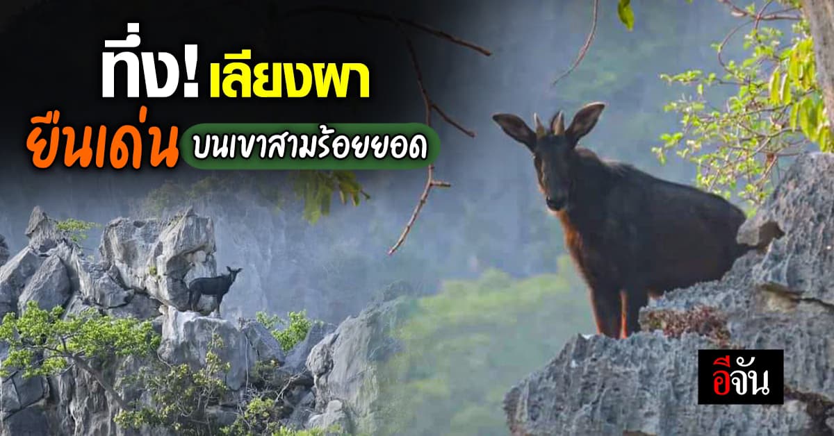 เลียงผา โผล่อวดโฉม เขาสามร้อยยอด ยืนเด่นเป็นสง่า ท่ามกลางขุนเขา