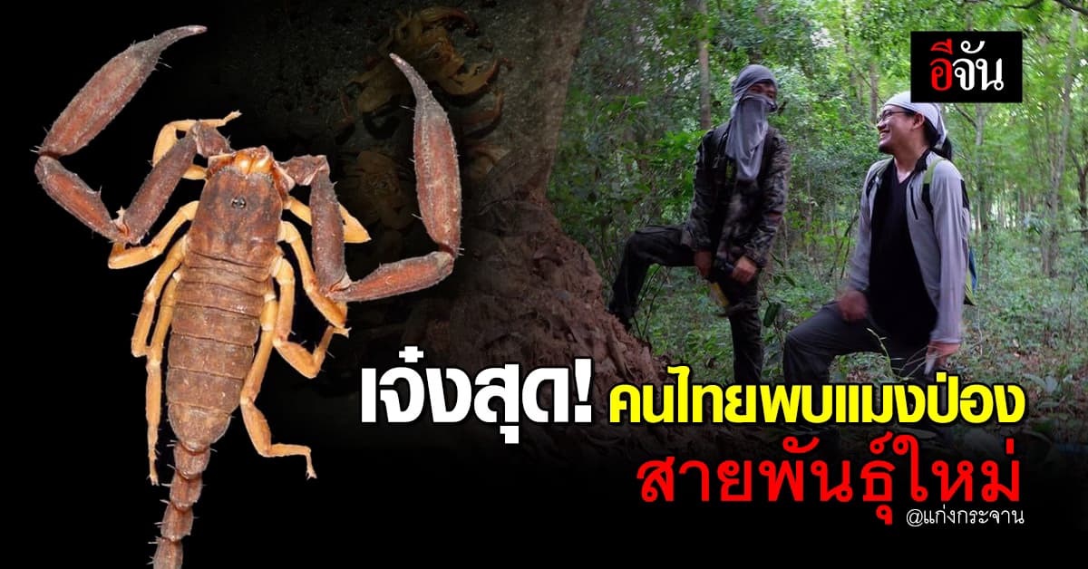 นักวิจัยไทย เจอ แมงป่อง สายพันธุ์ใหม่ของโลก ที่ป่า แก่งกระจาน