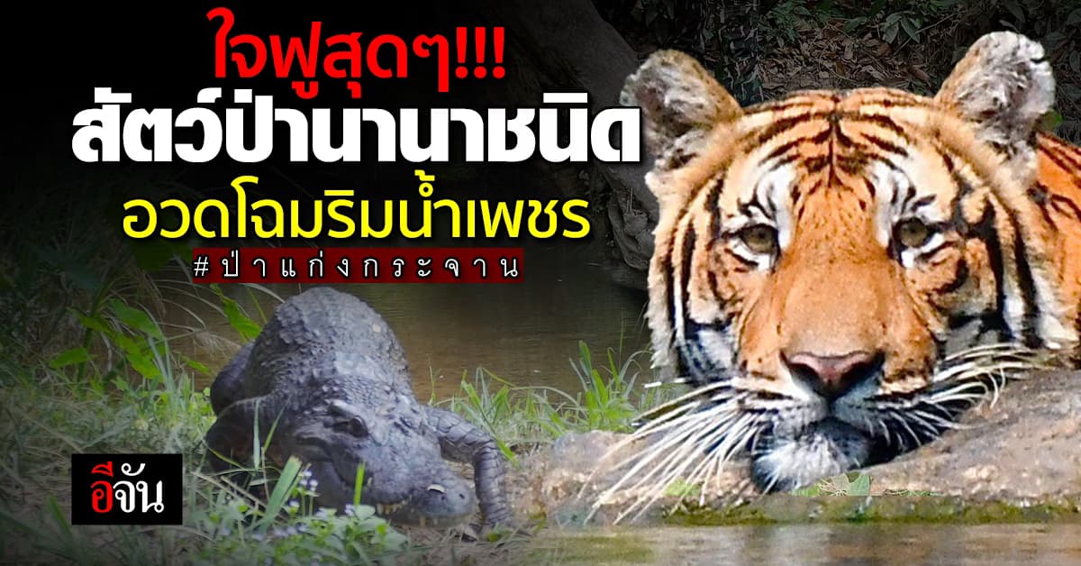 อช.แก่งกระจาน เผยภาพสัตว์ป่าหากินริมน้ำเพชร สะท้อนความอุดมสมบูรณ์ป่ามรดกโลก