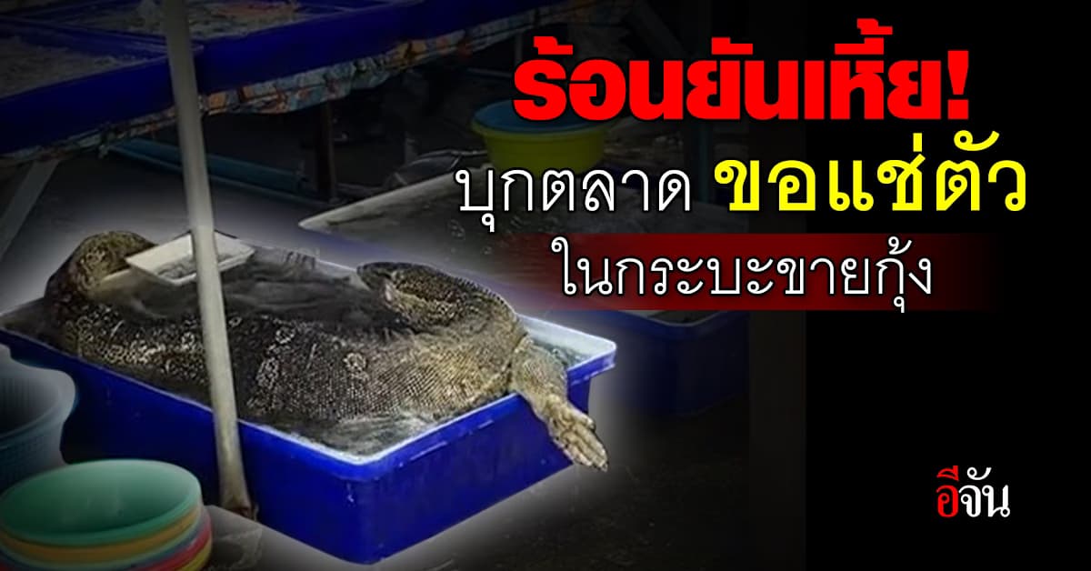 ร้อนยันเหี้ย! น้องทนแดดไม่ไหว! บุกตลาด ขอแช่ตัวในกระบะขายกุ้ง