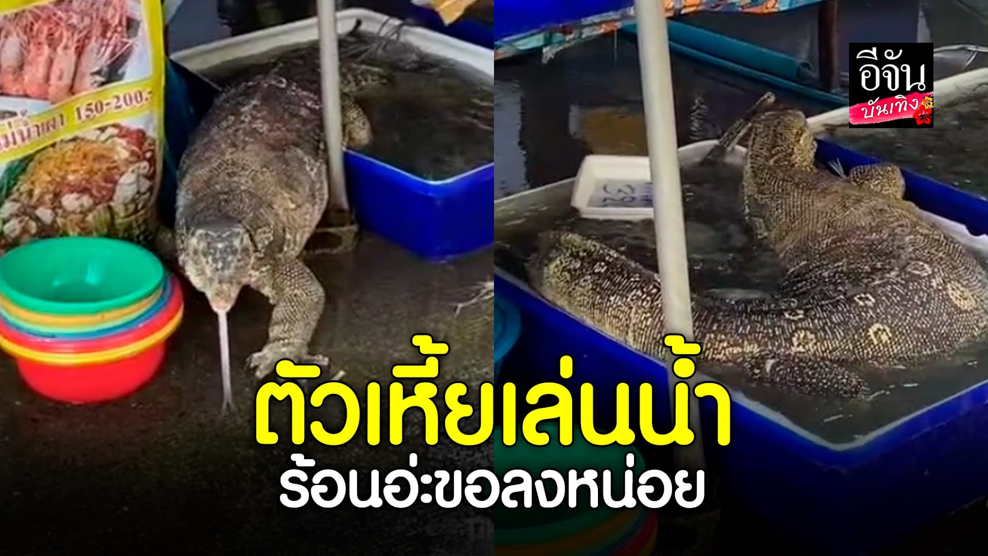 🎬คลิปบันเทิง : น้องเหี้ย​ ร้อนจัด​ ขอลงเล่นน้ำที่ตลาดสดสักหน่อย​ เลขชัดมาก!