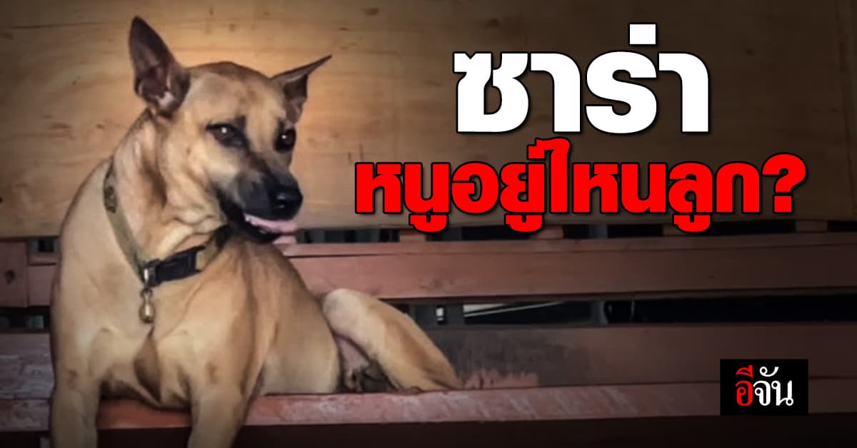 โซเชียล ตามหา ซาร่าหมาไทย หลังเทศบาลจับตัวไป หายปริศนา 8 วัน