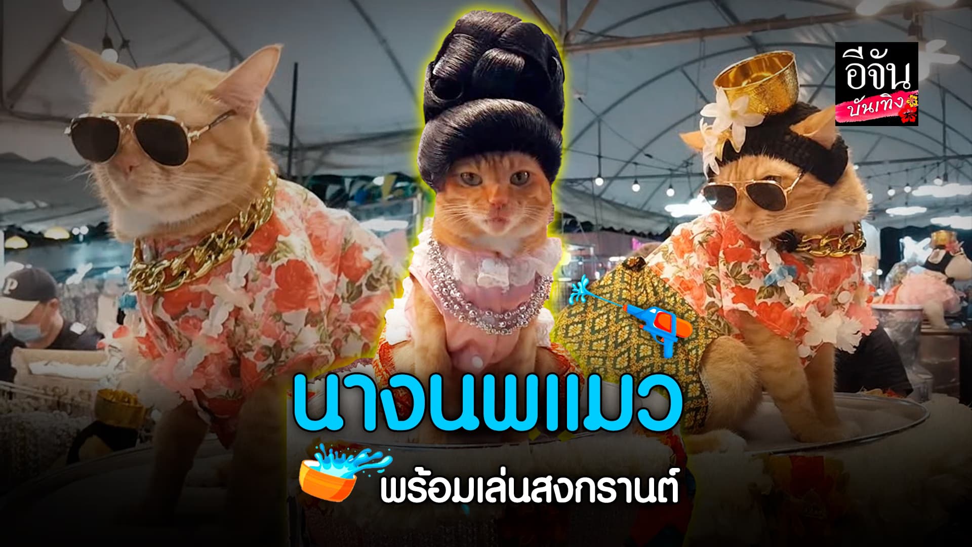 🎬คลิปบันเทิง :นางนพแมว พร้อมเล่นน้ำ สงกรานต์ แล้ว