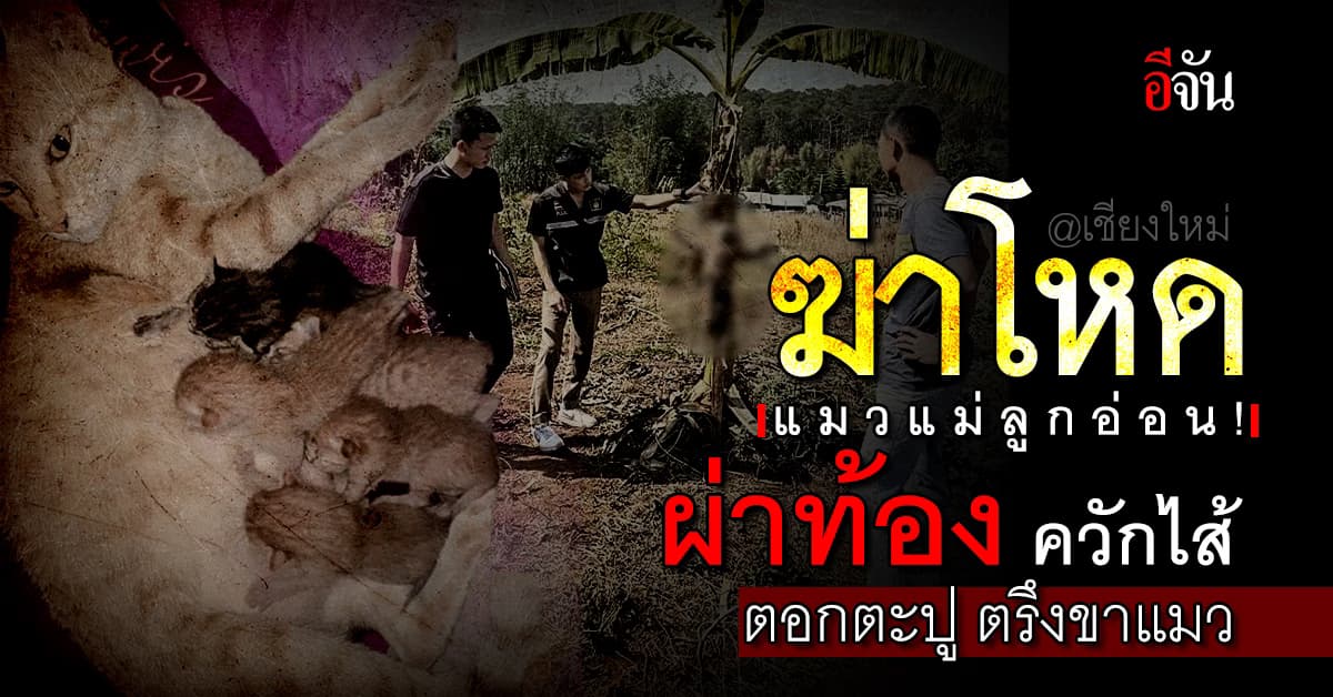 ฆ่าโหด แมวแม่ลูกอ่อน ผ่าท้อง ควักไส้ ตอกตะปู ตรึงขาแมว
