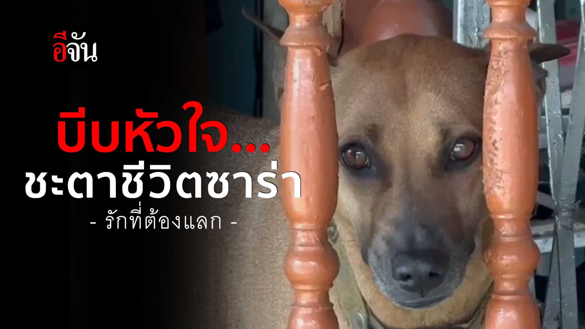 🎬 ชะตาชีวิต “หมาซาร่า” หลังกัดเจ้าของ