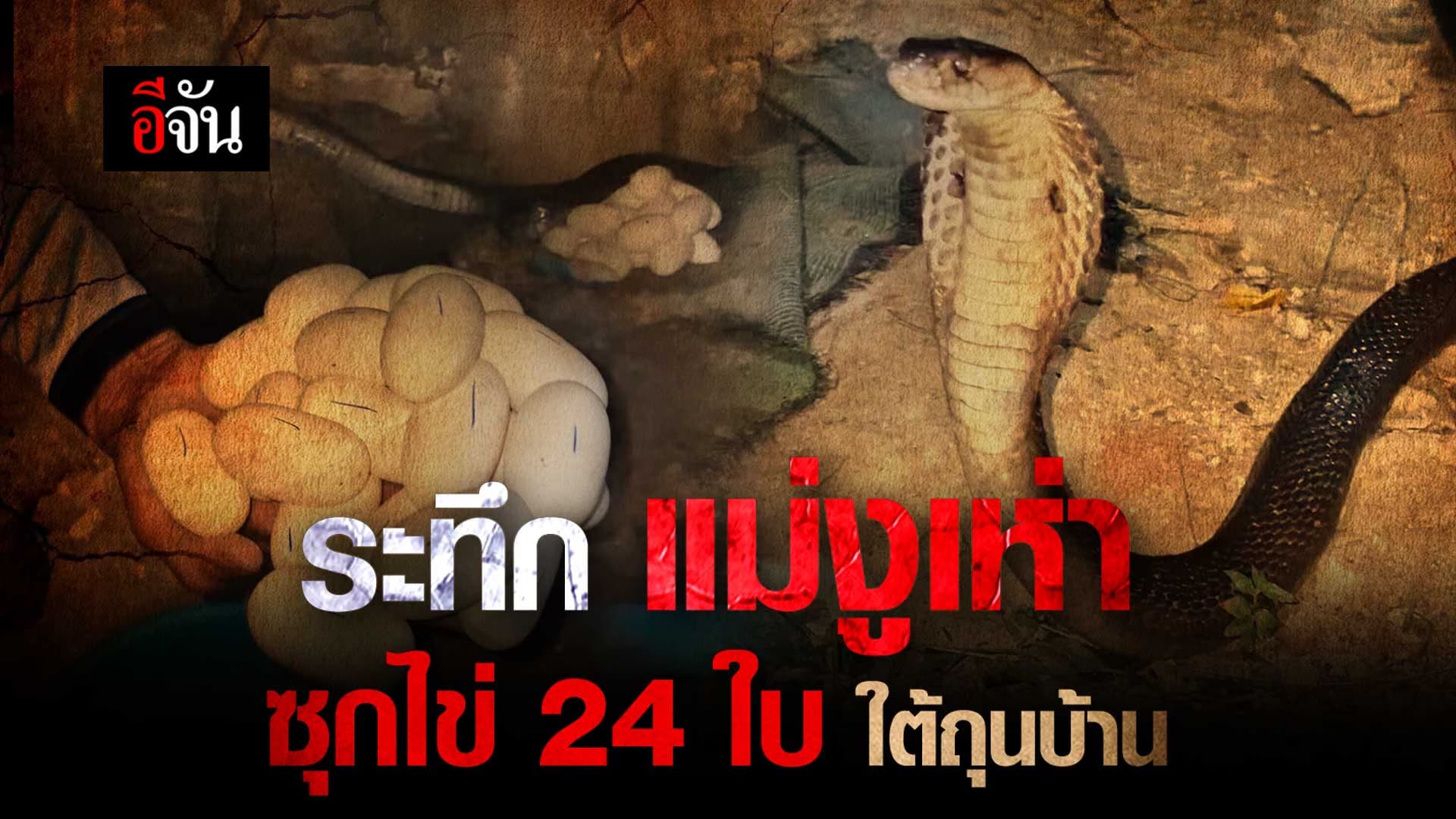 🎬 งูเห่า ซุกไข่ 24 ใบ ใต้ถุนบ้าน