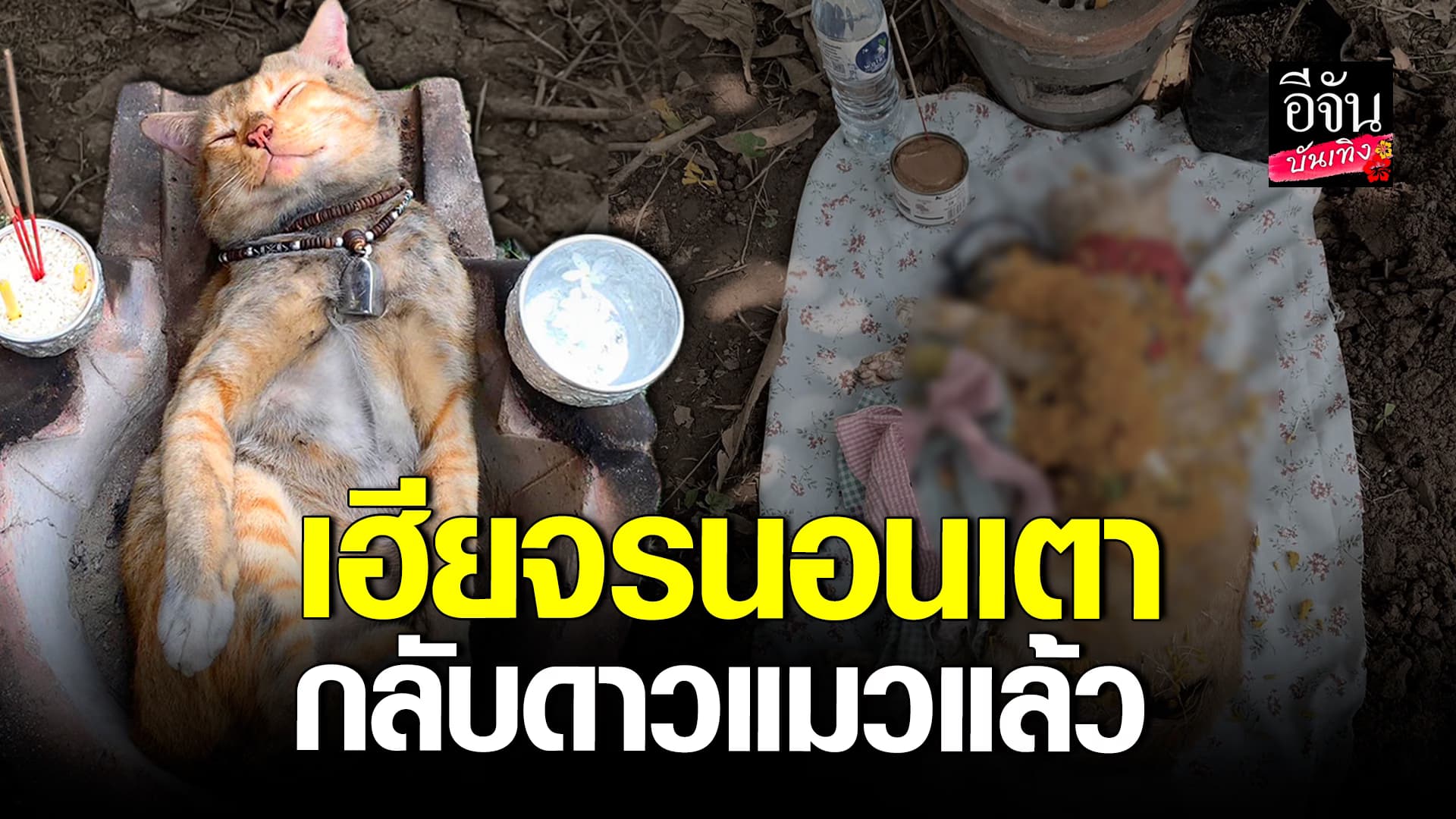 🎬คลิปบันเทิง : เพจ เฮียจรนอนเตา แชร์ประสบการณ์เศร้า เสียแมวเพราะถูกวางยา