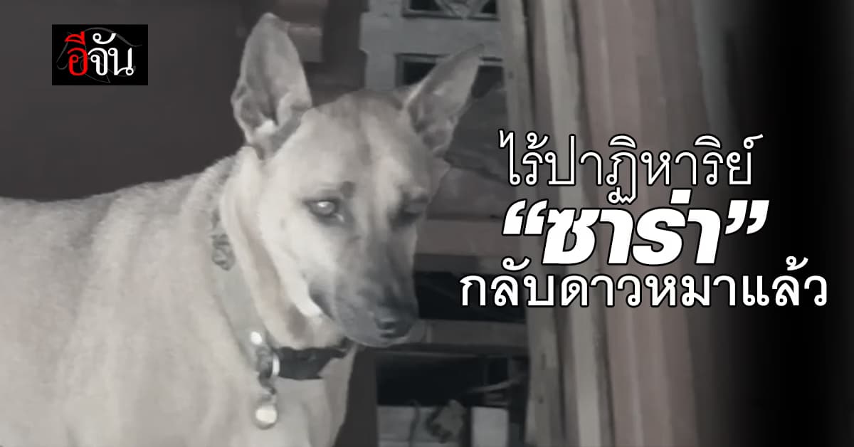 ไร้ปาฏิหาริย์ “ซาร่า” หมาหวงชามข้าวจนกัดคนเลี้ยง กลับดาวหมาแล้ว