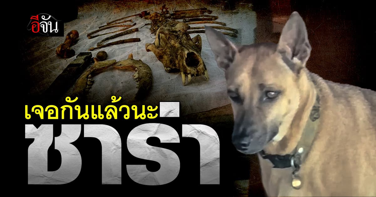 จำได้ดี ปลอกคอนี้ ใส่ให้เอง เจ้าของยืนยัน ซากที่พบ ซาร่า แน่นอน