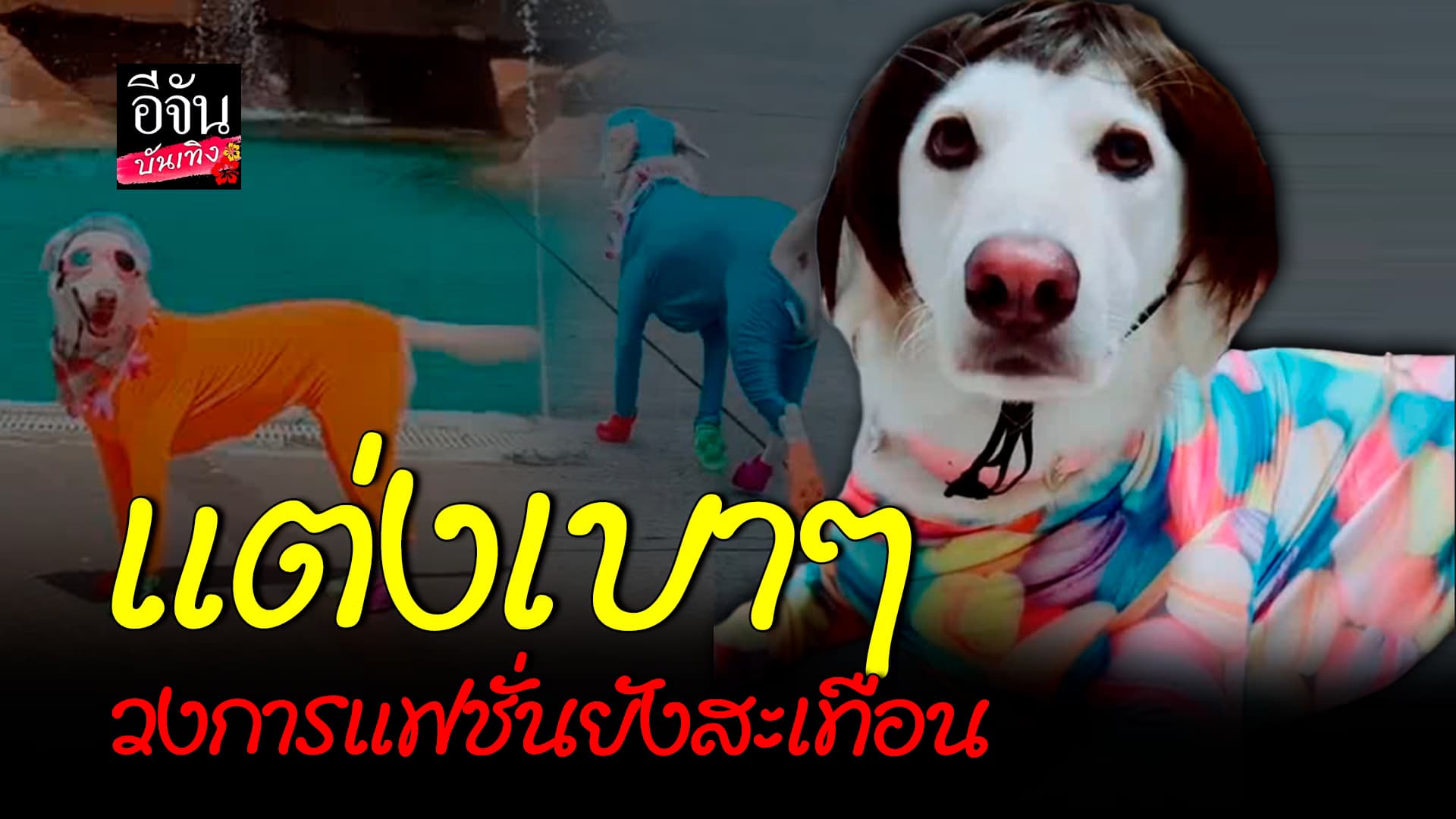 🎬คลิปบันเทิง : แค่ชุดเดินเล่น น้องชูการ์​ เจ้าพ่อแฟชั่น​