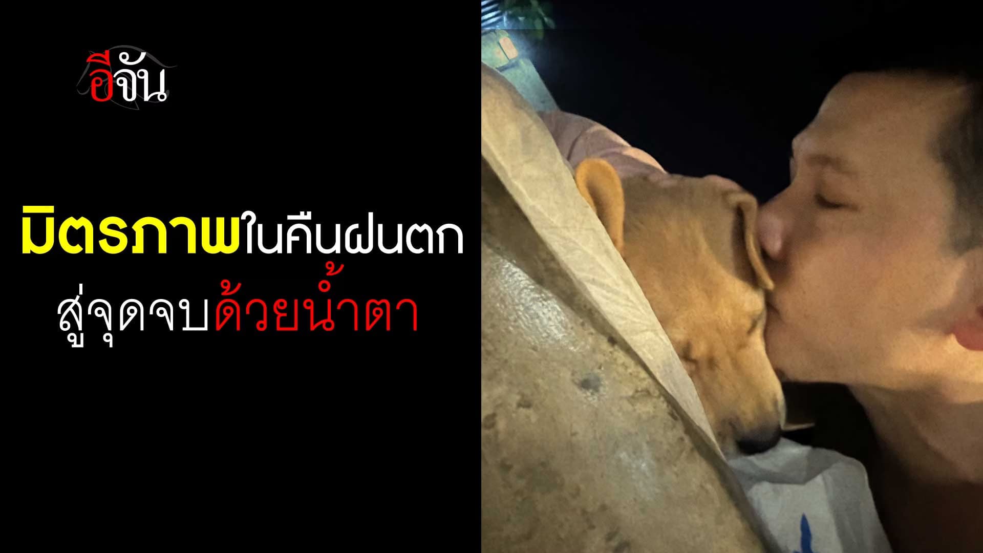 🎬 มิตรภาพที่แสนอบอุ่น หมาน้อยขอมาหลบฝนที่บ้าน