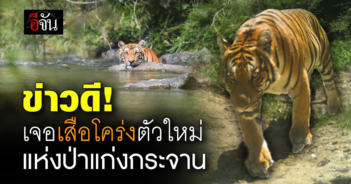 เฮ ! เจอเสือโคร่งตัวใหม่ แห่งป่าแก่งกระจาน