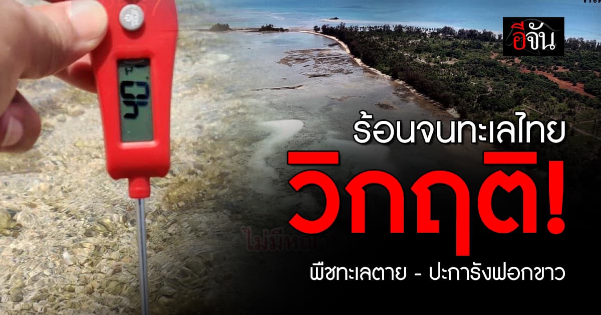 วิกฤติแล้ว! ดร.ธรณ์ ชี้ ภาวะโลกร้อนทำพืชทะเลตาย อนาคตอาจรุนแรงยิ่งขึ้น